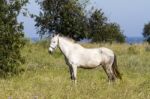 White Horse On A Rural Countryside Field Stock Photo