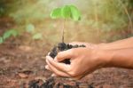 Plant In The Hand On Nature Background Stock Photo