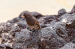 Galapagos Medium-ground Finch (geospiza Fortis)  In Santa Cruz, Stock Photo