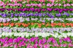 Horizontal Rows Of Various Colored Flowers Stock Photo