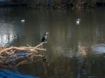 Cormorant Standing On A Fallen Tree Stuck In The Weir On The Riv Stock Photo
