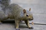 Beautiful Isoalted Photo Of A Cute Funny Squirrel Stock Photo