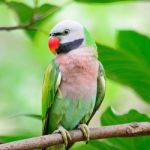 Male Red-breasted Parakeet Stock Photo