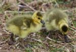Beautiful Photo With Two Chicks Of The Canada Geese Stock Photo