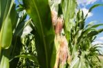 Growing Corn Stock Photo