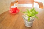 Red Cup Of Coffee And Green Plant Bucket On Wooden Table Stock Photo