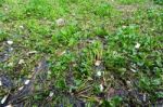 Water Hyacinth And Garbage Stock Photo