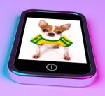 Cute Chihuahua Dog On Mobile Screen Stock Photo