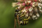 European Wasp (vespula Germanica) Insect Stock Photo