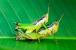 Grasshoppers Mating Stock Photo
