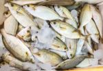 Many Small Caught Dead Fish With Ice On Market Stock Photo