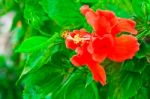 Beautiful Red Hawaiian Hibiscus Flower Stock Photo