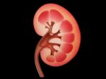 Human Kidney Stock Photo