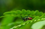 Jewel Beetle In Green Nature Stock Photo