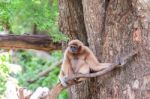 Brown Gibbon Sitting On Tree Stock Photo