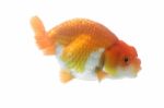 Orange Gold Fish Isolated On White Stock Photo