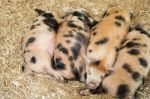 Baby Pigs Stock Photo