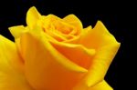 Yellow Rose On Black Background Stock Photo