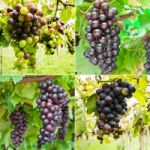 Collection Of Ripening Grape Clusters On The Vine Stock Photo