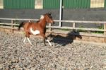 Arab Pony Trotting Stock Photo