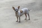 Chihuahua Dog Stock Photo