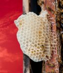 Bees Working On Honeycomb Stock Photo