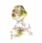 Woman With Double Exposure Of Tree Stock Photo
