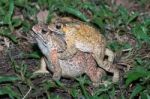 Close Up Of A Pair Of Toad Stock Photo