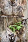 Plant In The Old Stump Stock Photo