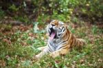 Photograph Of A Yawning Siberian Tiger Stock Photo