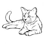 Cat Kitten Hand Drawn Stock Photo
