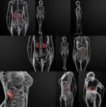 3d Rendering Of Female Kidney Anatomy X-ray Stock Photo