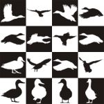 Black And White Background With Mallards Stock Photo