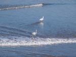Snowy Egret Standing On The Beach Stock Photo