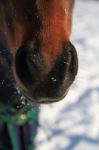 Horse Muzzle In The Snow Stock Photo