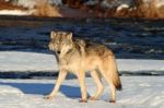 Gray Wolf On A Riverbank Stock Photo
