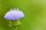 Closeup Small Blue Flower Stock Photo