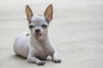 Chihuahua Dog Stock Photo