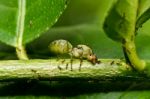 Queen Ant In Green Nature Stock Photo