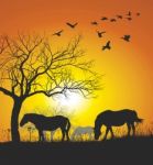 Horses On Sunset Background Stock Photo