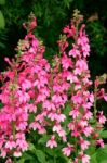 Pink Lobelia Flowering At Butchart Gardens Stock Photo