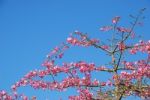 Pink Weigela Tree (sky Background) Stock Photo