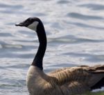Beautiful Isolated Photo Of A Canada Goose In The Lake Stock Photo