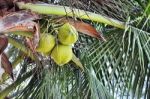 Green Coconut Stock Photo