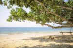 Wooden Swing On Tropical Beach Background Stock Photo