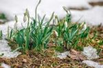 Blooming Snowdrops In The Spring Stock Photo