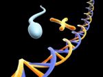 Dna And Chromosomes With Sperm Stock Photo