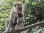 Mother Monkey With Its Baby Stock Photo