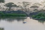 Hippopotamus In Serengeti Stock Photo