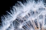 Close Up Of A Dandelion Flowers Stock Photo